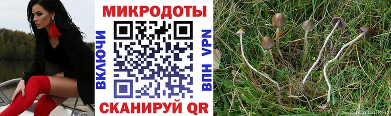 купить наркоту  Судогда  Галлюциногенные грибы мицелий 